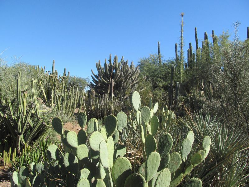 Desert garden.jpg